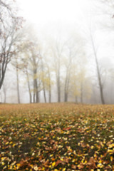 Image showing Autumn Park, overcast