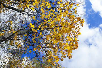 Image showing autumn in the park