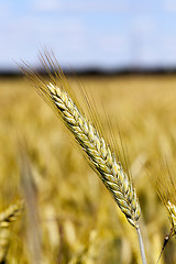 Image showing ripe yellow cereals