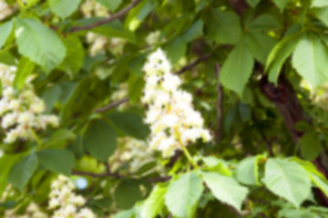 Image showing blooming chestnut tree in the spring