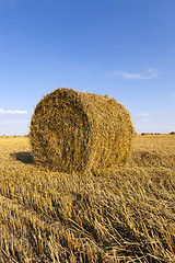 Image showing field after harvesting