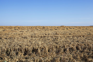 Image showing agricultural field with cereal