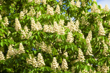 Image showing blooming chestnut tree in the spring