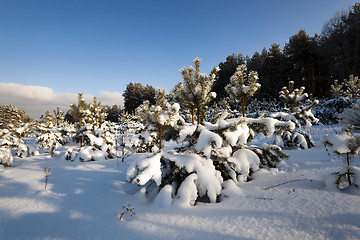 Image showing small pine with snow