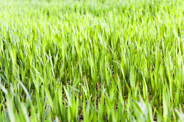 Image showing Field of wheat