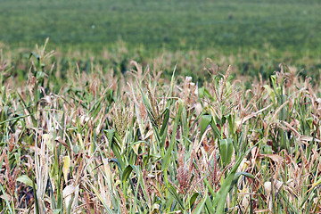 Image showing Field with corn