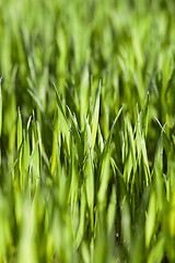 Image showing Field of wheat