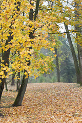 Image showing autumn in the park