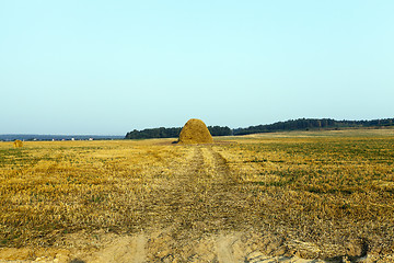 Image showing harvest of cereals