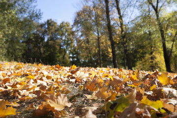 Image showing autumn in the park