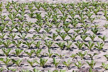 Image showing field with beetroot