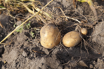 Image showing Potatoes on the ground