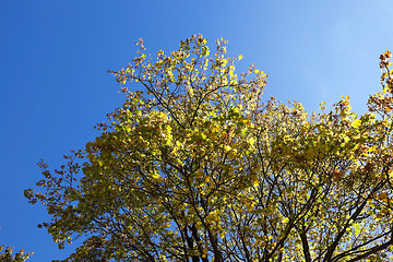 Image showing yellowed maple leaves