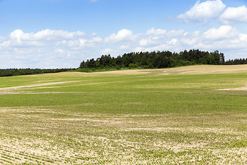 Image showing field with beetroot