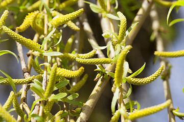 Image showing trees in the spring