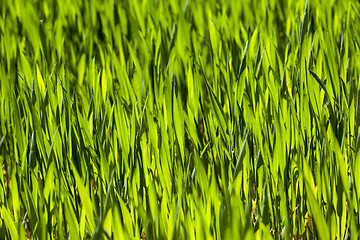 Image showing cereal close up