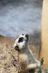 Image showing Meerkat