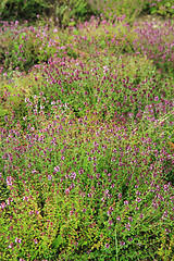 Image showing thyme plants with flowers