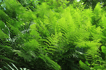 Image showing green fern leaves texture