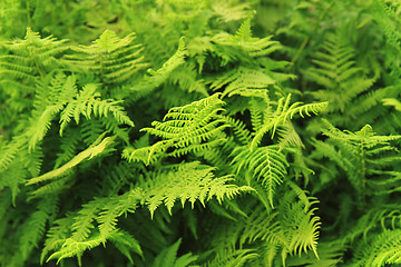 Image showing green fern leaves texture