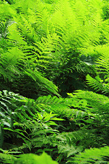 Image showing green fern leaves texture