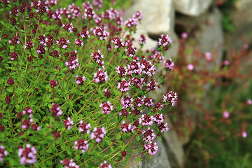 Image showing thyme plants with flowers