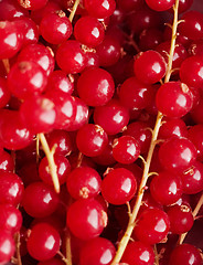 Image showing background of red berries in closeup
