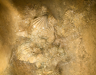 Image showing Shell sediment abstract