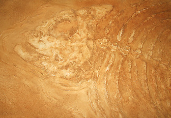Image showing Giant fish fossils close-up