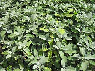 Image showing salvia sage plant