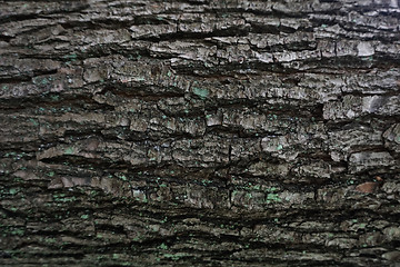 Image showing dark bark tree texture