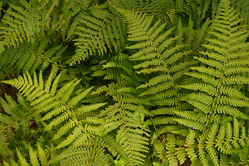 Image showing green fern leaves texture