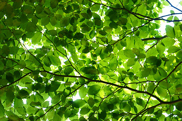 Image showing green beech tree leaves