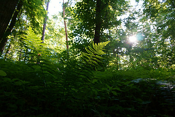 Image showing green dark forest 