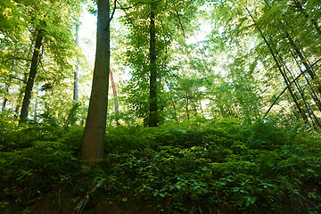 Image showing green dark forest 