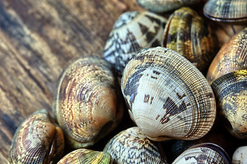 Image showing Shells of many types and sizes