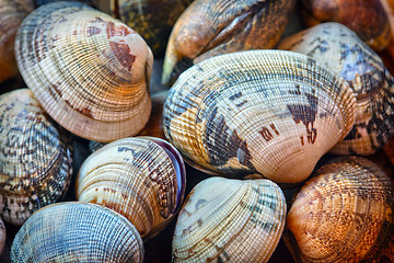 Image showing Shells of many types and sizes 