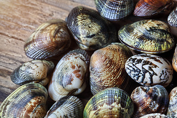 Image showing Shells of many types and sizes 