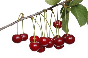 Image showing Cherries