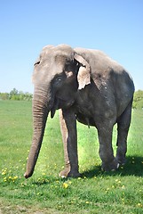 Image showing Happy elephant