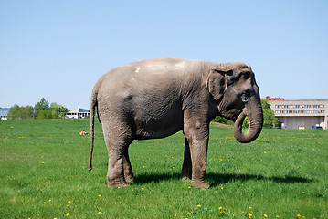 Image showing Eating