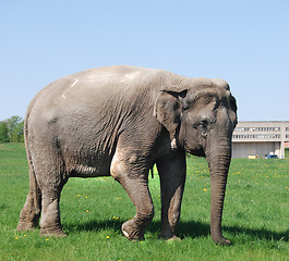 Image showing Elephant