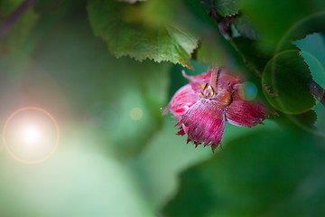 Image showing filbert on a branch