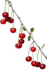 Image showing Cherries