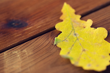 Image showing close up of yellow oak tree autumn leaf on wood