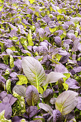 Image showing Red romaine lettuce