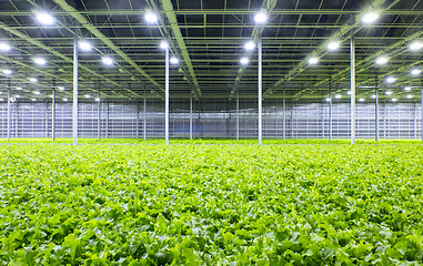 Image showing Lettuce in greenhouse