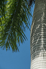 Image showing Palmtree bark