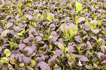 Image showing Red romaine salad