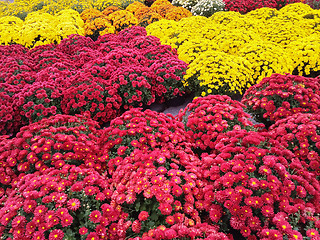 Image showing Vibrant red and yellow chrysanthemums